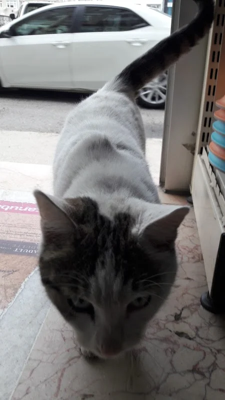 Pati Petshop