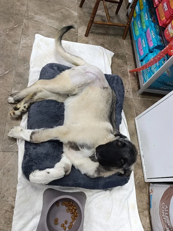 Pet life veteriner klinigi