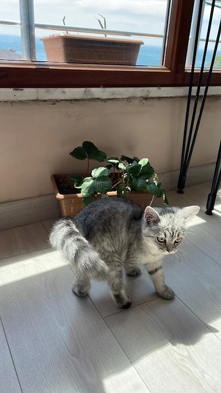 Kumburgaz cadde veteriner kliniği