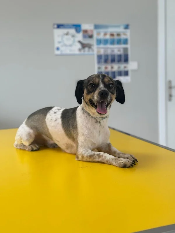 Petstory Veteriner Kliniği 7/24 Küçükçekmece - Küçükçekmece, İstanbul