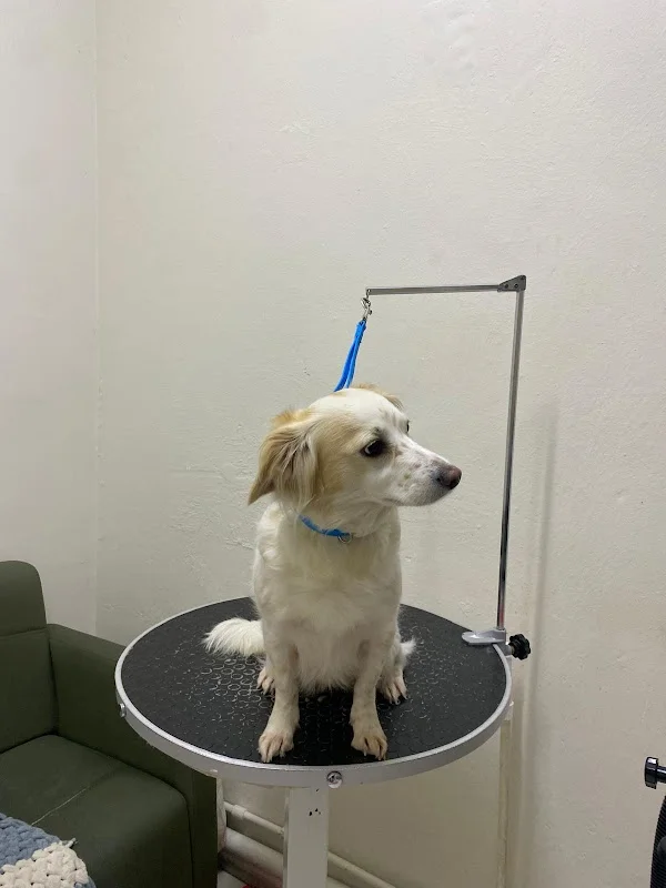 Ar&Me Pet Kuaför & Pet Shop Çırçır- Evlere Servisimiz Vardır