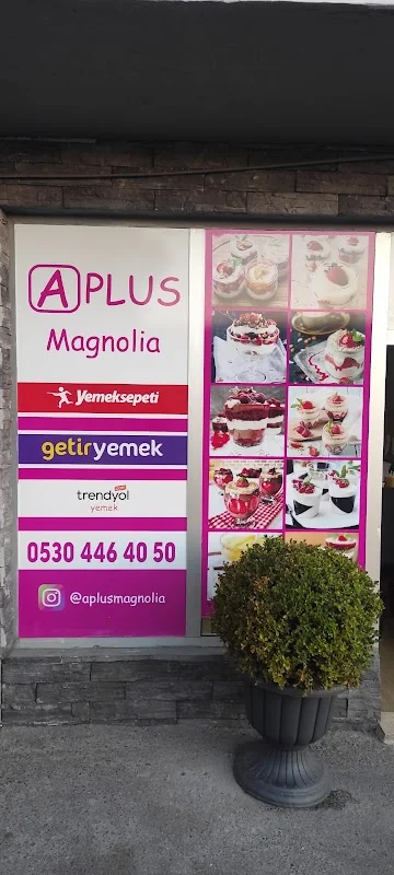 A Plus Magnolia