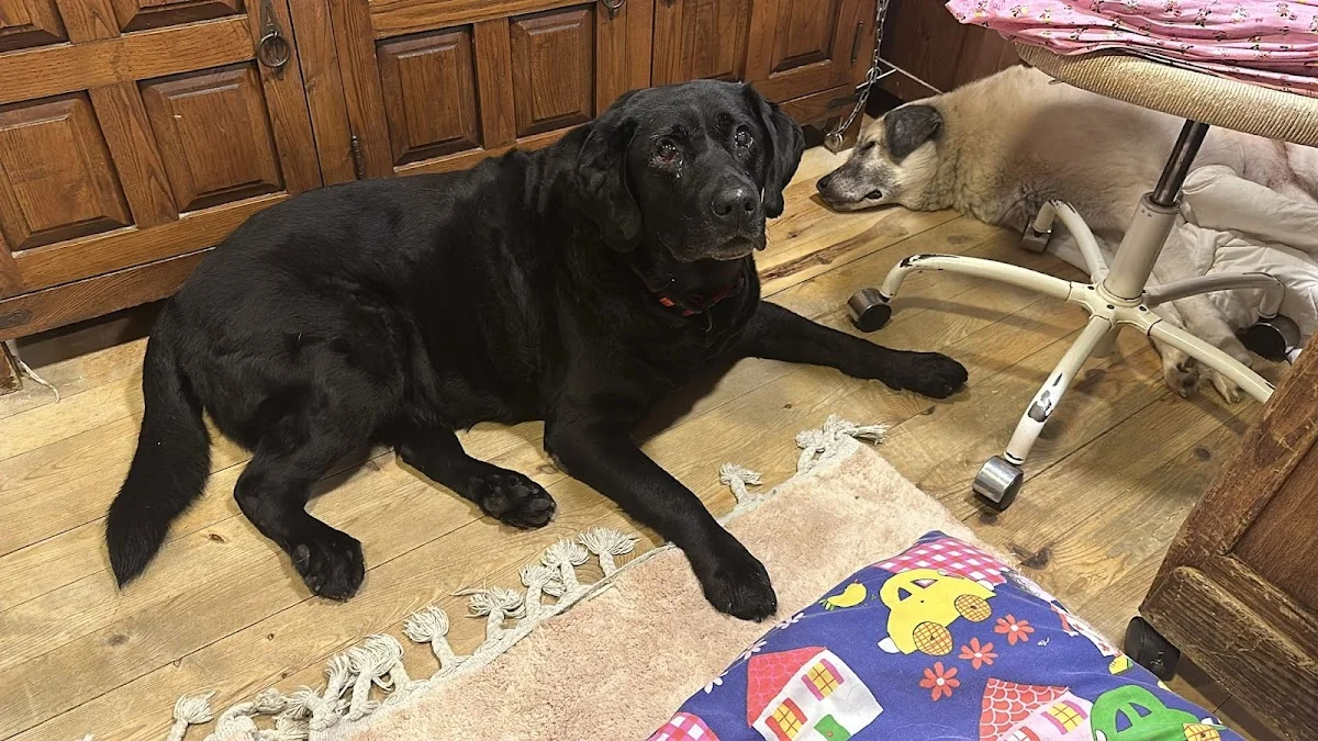 PETCHALET KEDİ KÖPEK OTELİ