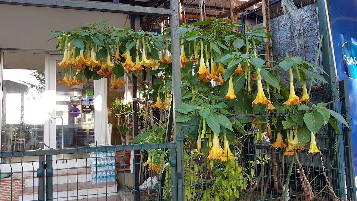 ÇAMLI KÖFTE Meshur