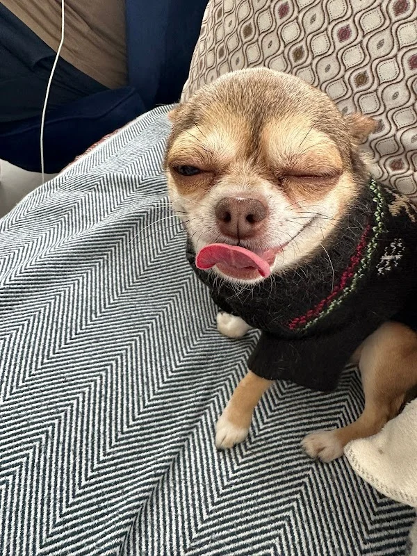 Yeniköy Pet Center Veteriner Kliniği