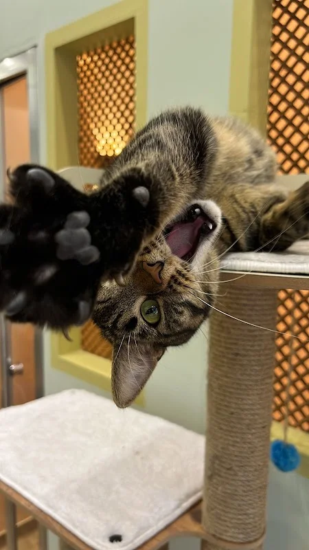 İSTANBUL KEDİ OTELİ | Kedi Pansiyonu - Sarıyer, İstanbul