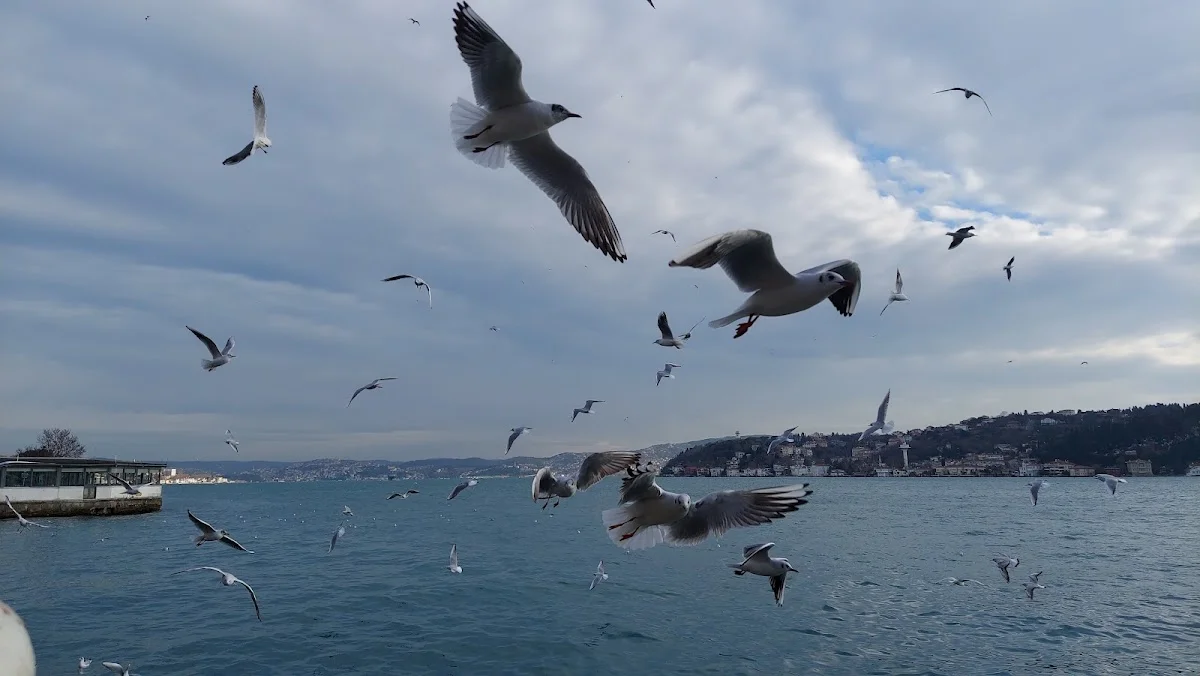 Bahçeköy Türkan Efe İlkokulu Ve Ortaokulu