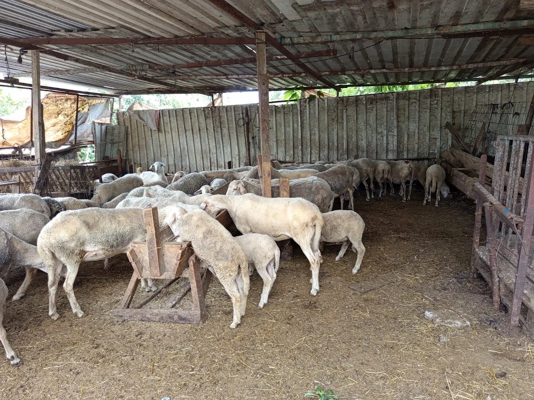 Kastamonu ET Adak ve Kurban