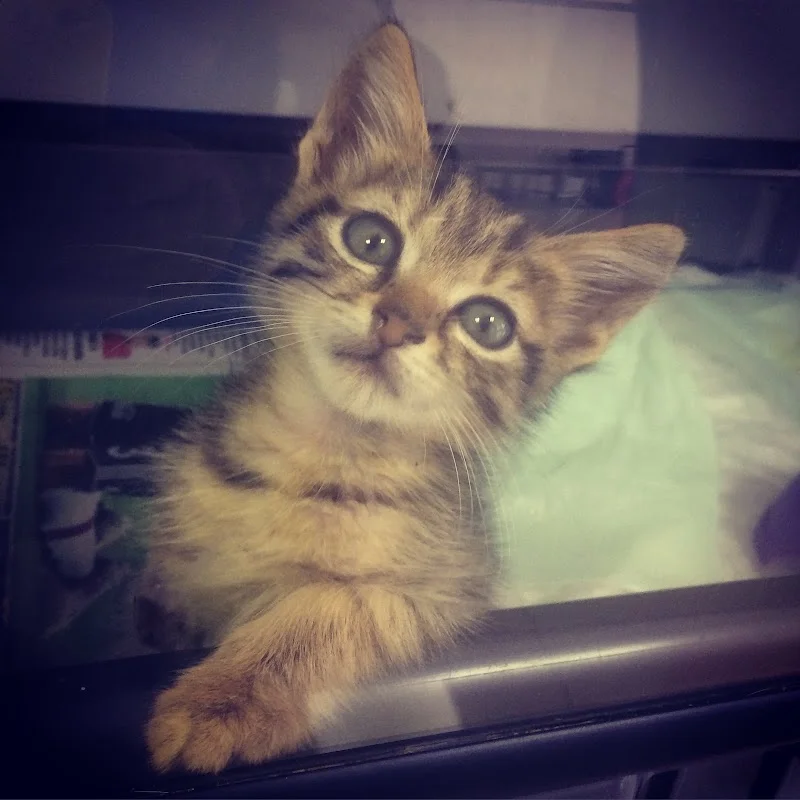 Angi Veteriner Kliniği - Tuzla, İstanbul