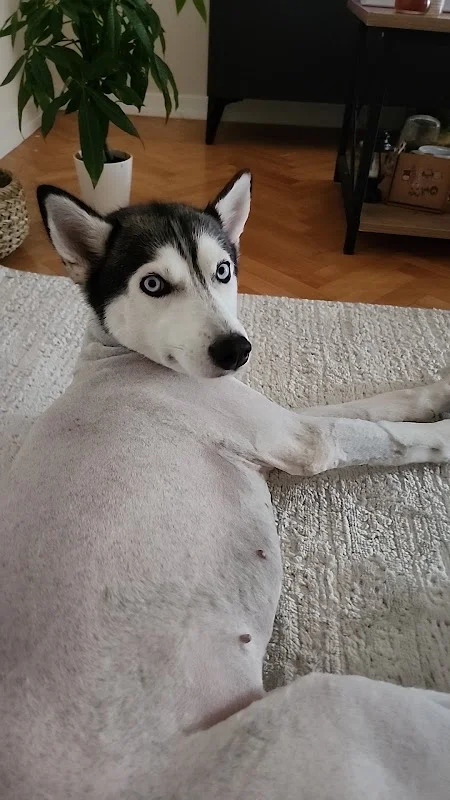Anımals world pet kuaför