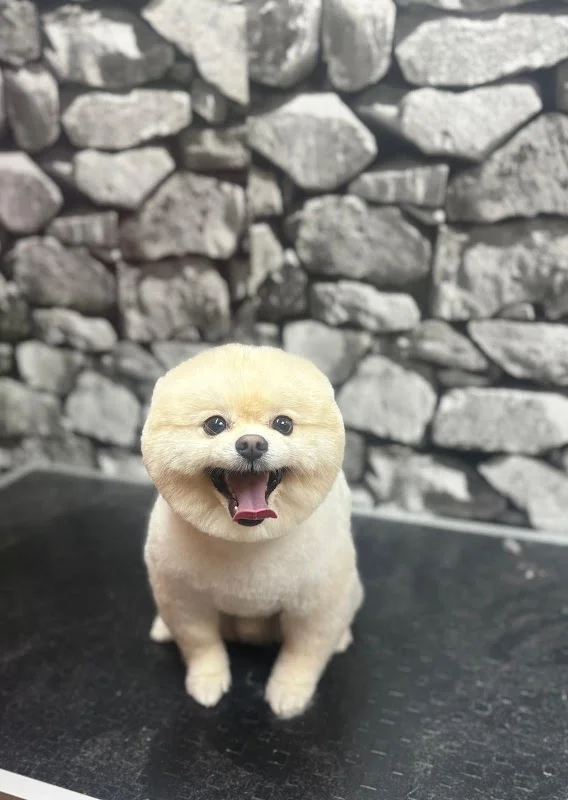 ARIN PET KUAFÖR 2 BAHÇELİEVLER | Anestezisiz Köpek Tıraşı | - Bahçelievler, İstanbul