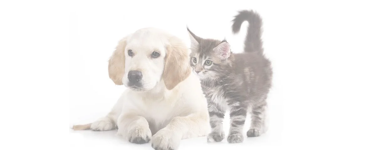 Ataşehir CatFather Veteriner Kliniği - Kedi ve Köpek Pansiyonu