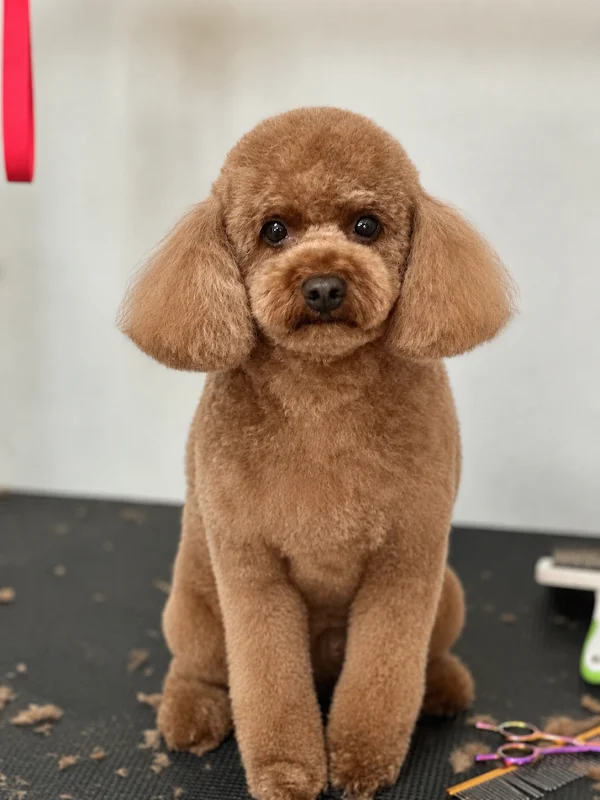 Bomonpet Şişli/Bomonti Pet Kuaför - Şişli, İstanbul