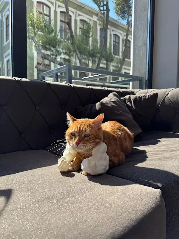 Capitol Veteriner Kliniği Bakırköy 7/24 Acil