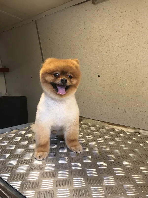 Fixx Pet