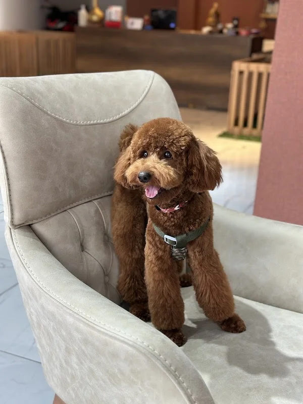 FlyPups Pet Kuaför & Butik - Tuzla, İstanbul