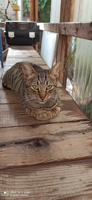 Ge - Vet Veteriner Kliniği - Çayırova, Kocaeli