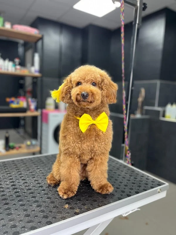 GloryPet Kuaför | Kedi & Köpek Kuaförü