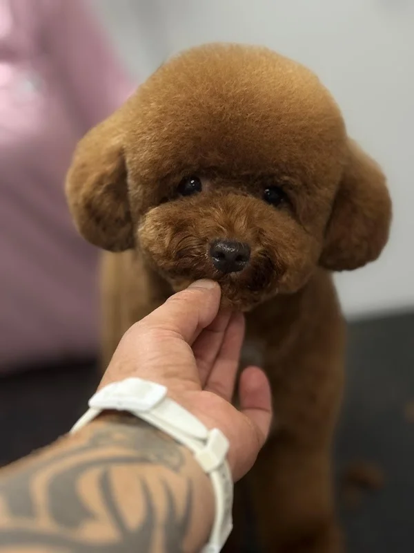 GÜNEŞ PET KUAFÖR