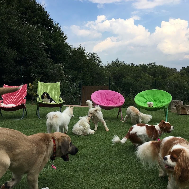 Hacer Gani Mutlu Köpek Oteli
