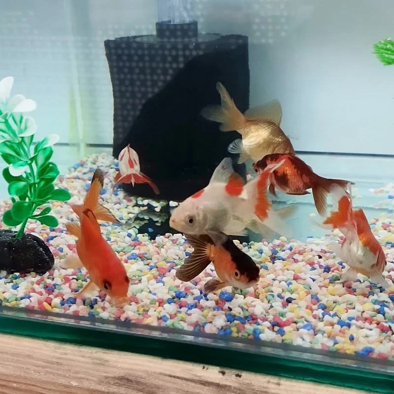 Happy Petshop - Tuzla, İstanbul