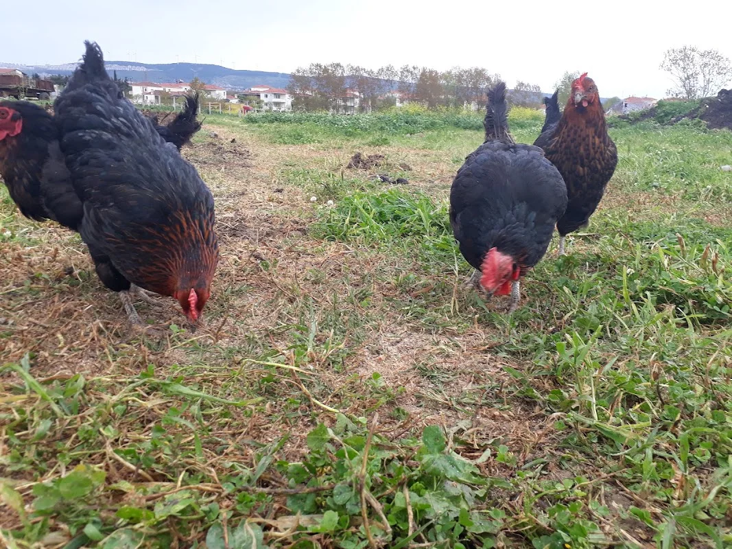 İZ Ekolejik Çiftliği - Çatalca, İstanbul