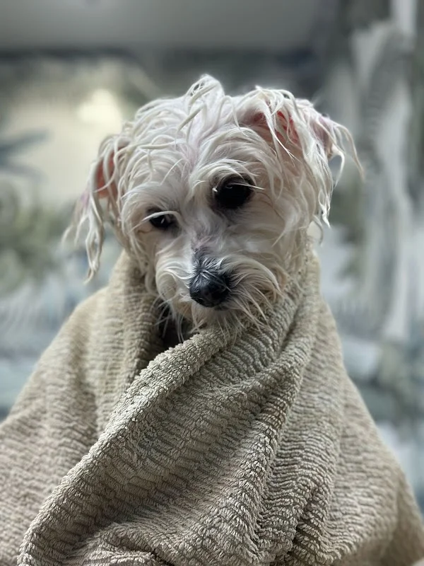 🐩LATTEPETTO KUAFÖR 🪞OZONE TERAPY&SPA💦