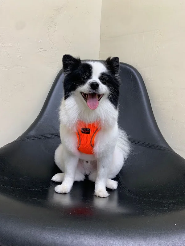 Luna Groomer