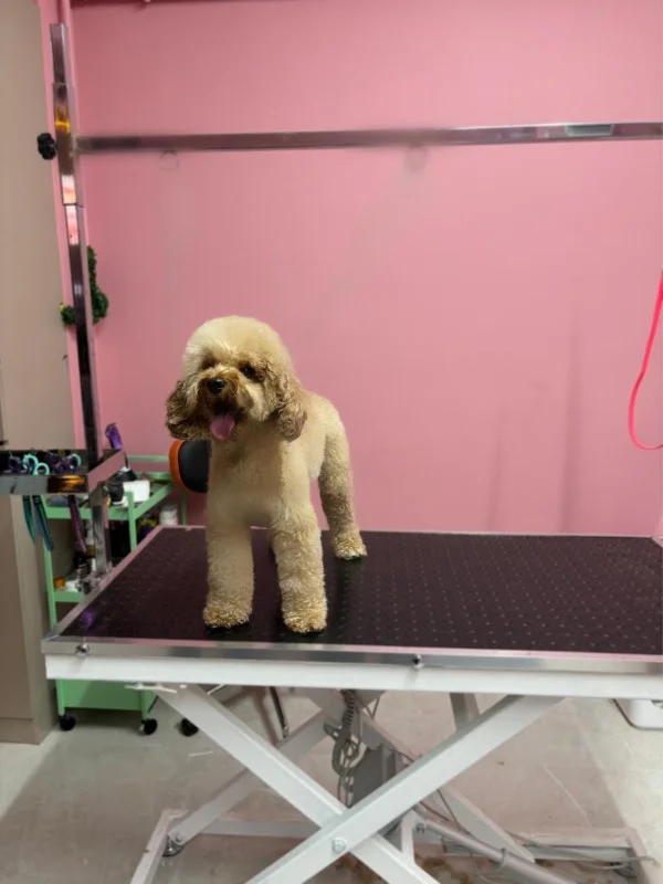 Motipet.co Şişli/Bomonti Pet Kuaför - Şişli, İstanbul