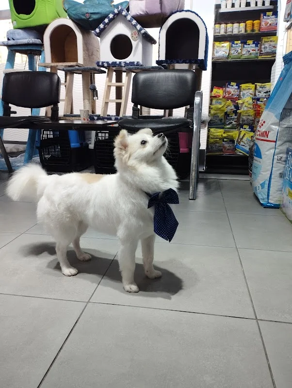 PATİ AVRUPA PETSHOP PET KUAFÖR GAZİOSMANPAŞA - Gaziosmanpaşa, İstanbul