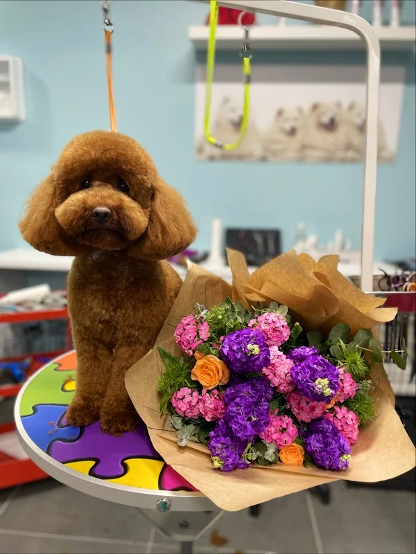Pet Stylist Aylin Bozkurt/PET KUAFÖR