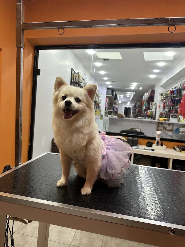 Petaverse Dog Grooming & Shop ŞİŞLİ NİŞANTAŞI PET KUAFÖR