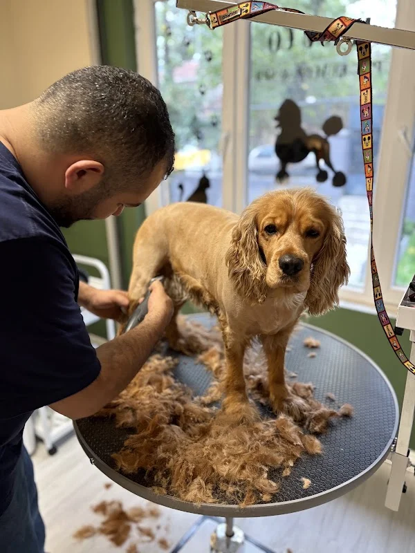 Rajuco Pet Kuaför&Spa - Şişli, İstanbul