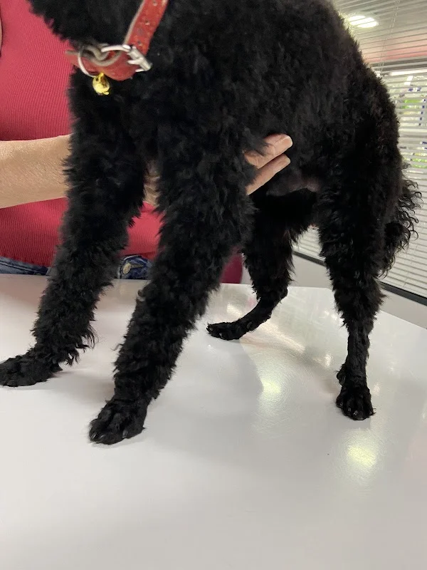 Seçkin Veteriner Kliniği