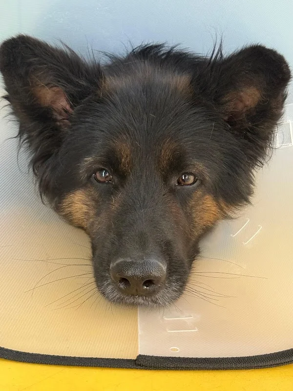 Şerifali Vet23 Veteriner Kliniği / Acil Veteriner